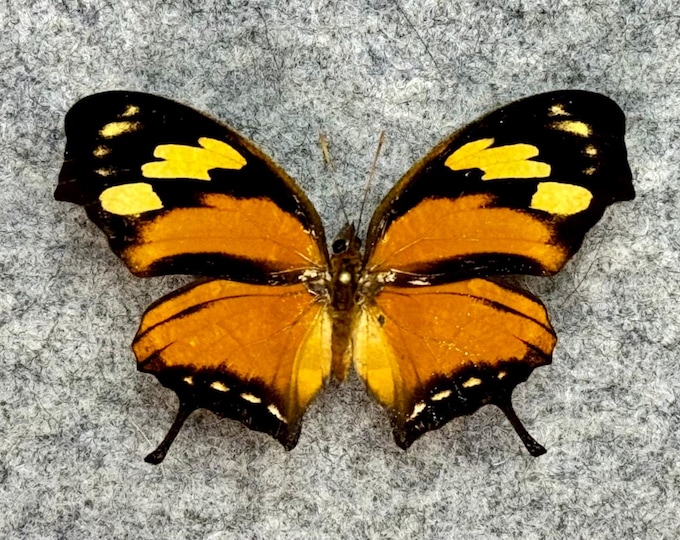 Consul Fabius Tiger Leafwing Butterfly, Consul (anaea) Fabius, UNMOUNTED (wings ...