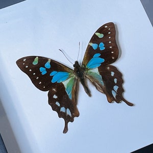RARE Graphium stresemanni, Blue swallowtail, Seram, Mounted and framed in a black shadowbox