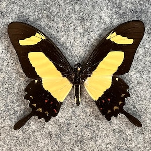 The Torquatus Swallowtail, Papilio torquatus torquatus, Unmounted (Wings FOLDED), Preserved, Dried, Real specimen