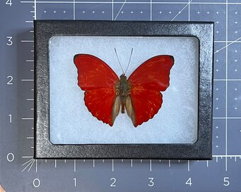 Blood Red Glider butterfly, Cymothoe sangaris, Male, Mounted and framed in a Riker mount, Preserved, Dried, Real