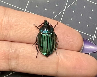 Teal Carrion Beetle, Necrophila renatae, UNMOUNTED, real, dried, preserved