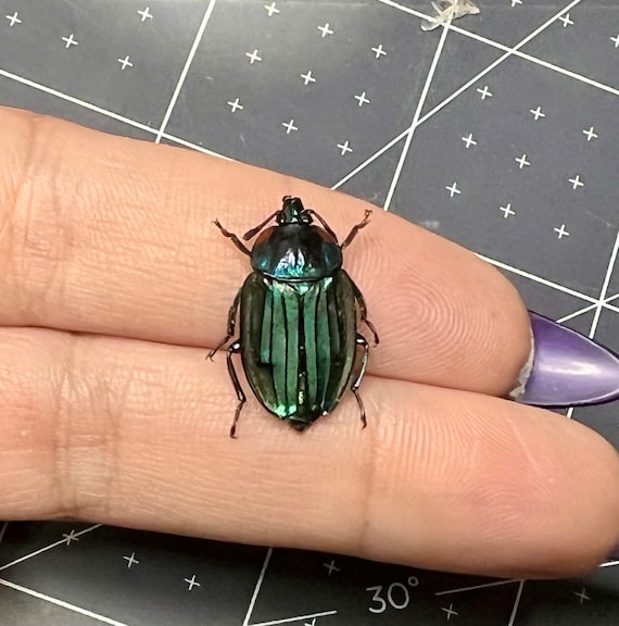 necrophila Teal Carrion Beetle, Necrophila Renatae, UNMOUNTED, Real, Dried, Preserved  - Etsy