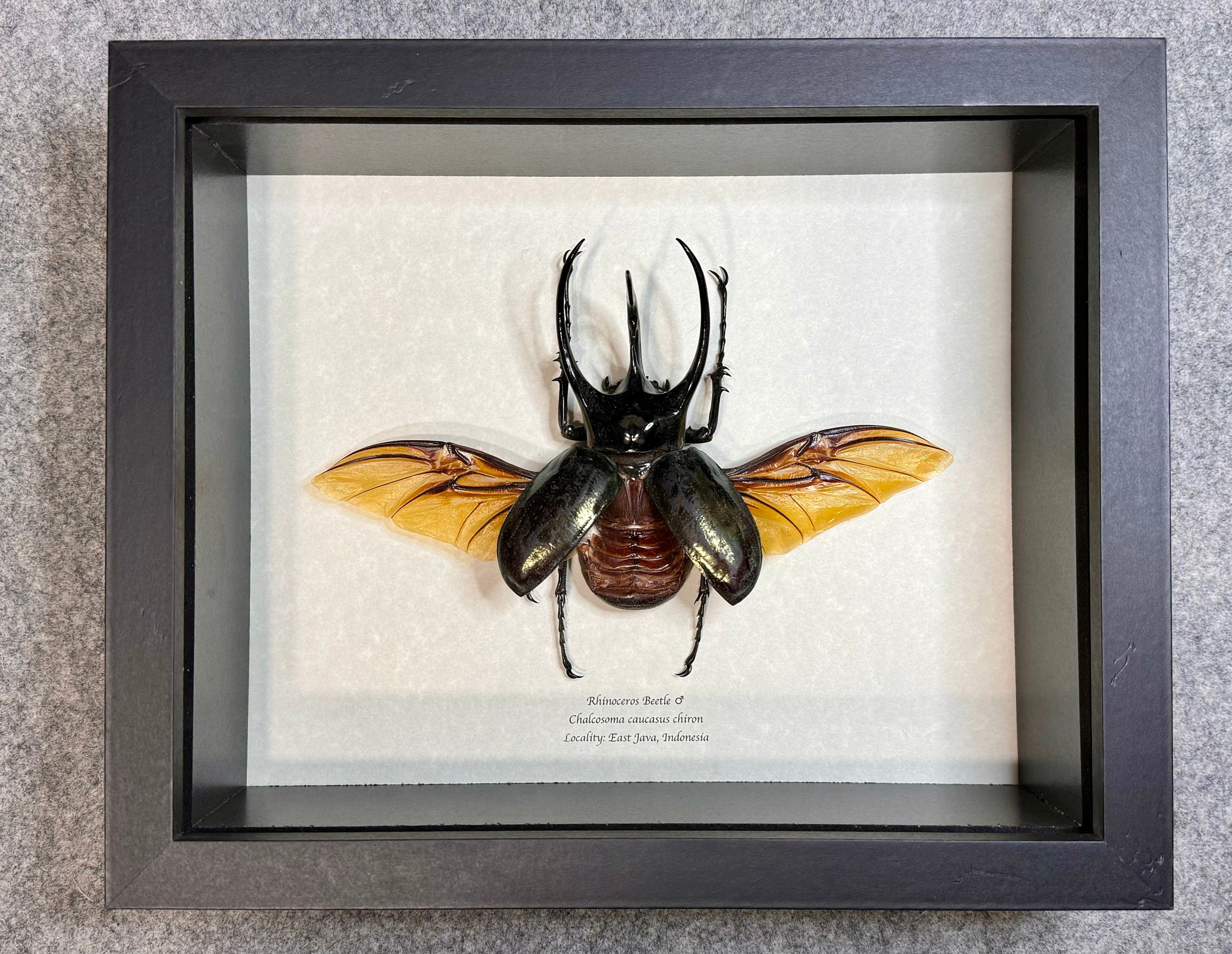 Giant 112mm Caucasus Beetle, Chalcosoma Caucasus Chiron, Male