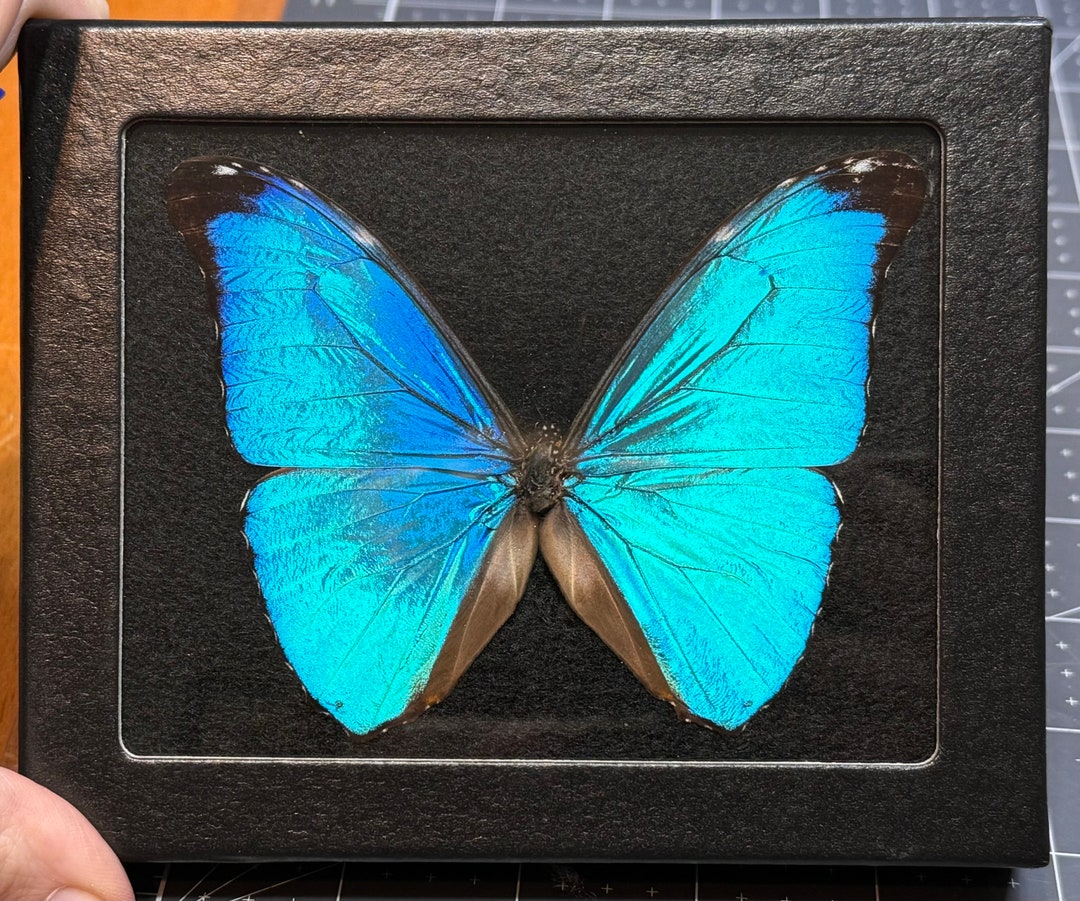 Peru Morpho absoloni　120mm very big Morpho absoloni M A1 Peru - Butterfly Art Inc.