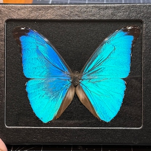 RARE Morpho absoloni butterfly, mounted (wings spread) in a Riker Mount case, Preserved , Dried, Real
