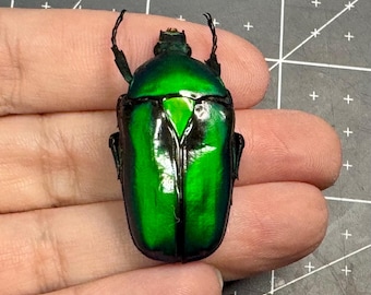 Phanaeus Quadridens MALE Blue Purple Scarab Beetle Guatemala