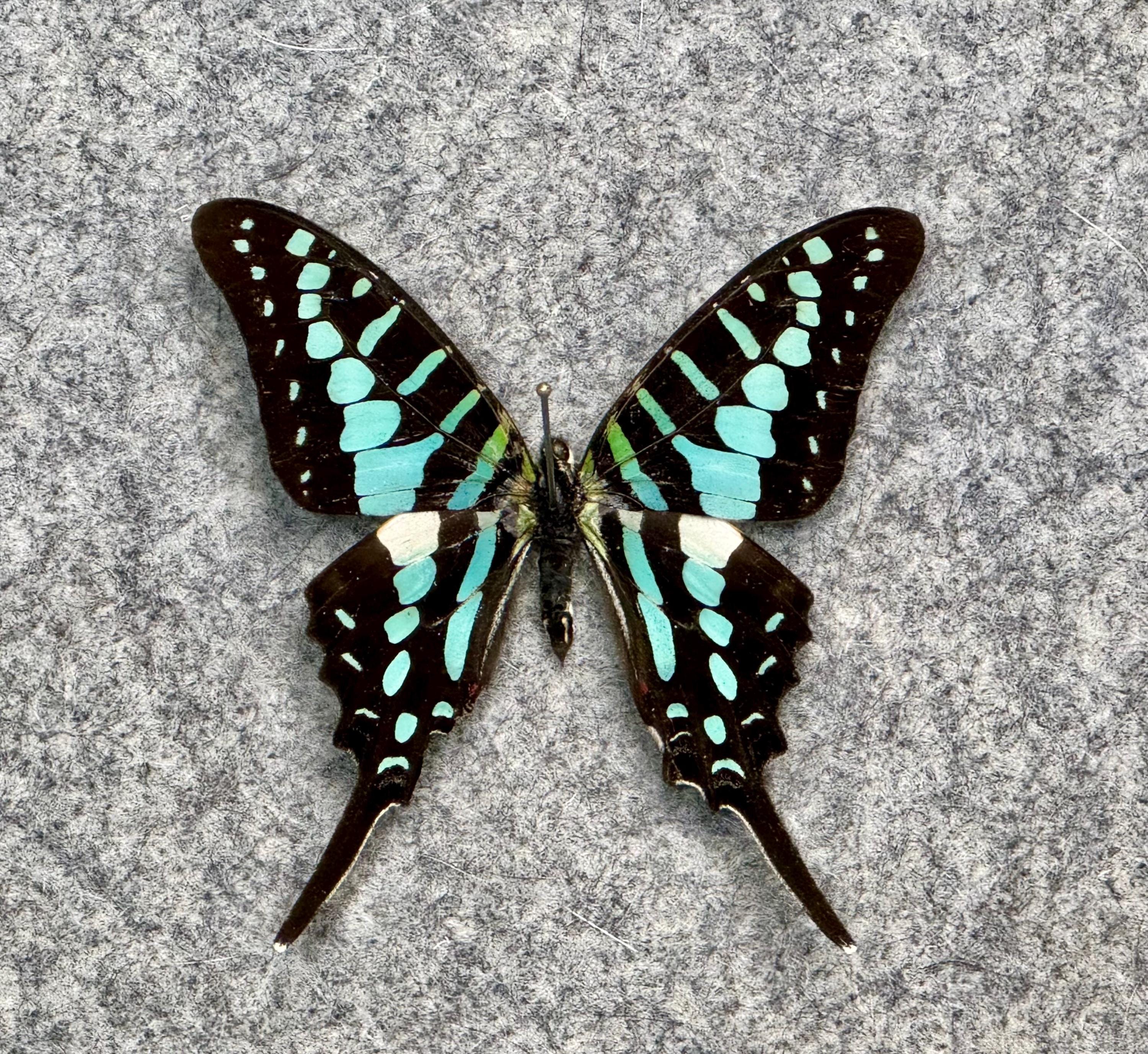 Common Swordtail Butterfly, Graphium Policenes, UNMOUNTED (wings