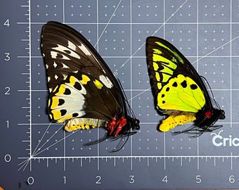 Pair of Priam's Green birdwing butterflies, Ornithoptera priamus poseidon, Wings folded, A1, Preserved, Dried, UNMOUNTED, Real, Papered