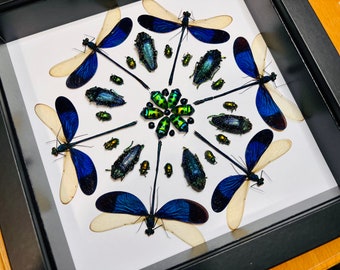 Unique insect mandala #10 in an 8” square shadowbox, made with real insects, insect taxidermy, OOAK