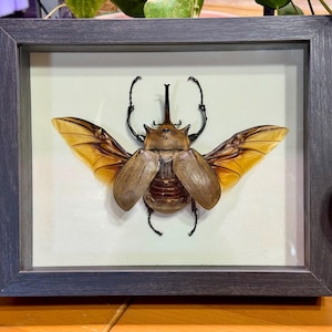 Giant 111mm Elephant Beetle, Megasoma elephas elephas, Male, Mounted and framed in a shadowbox
