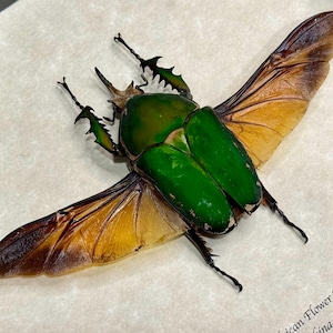 Giant 80mm African Flower Beetle, Mecynorrhina torquata, Rare, Male, Mounted and framed in a shadowbox, preserved, real, dried specimen