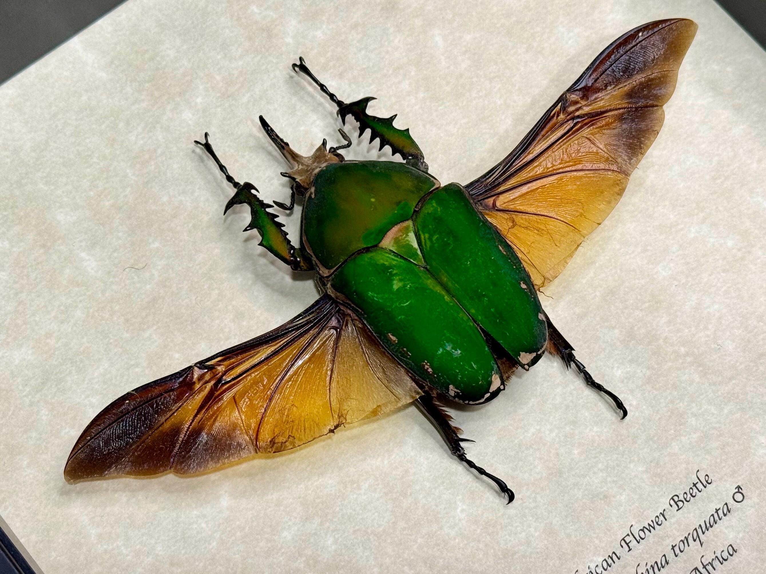 Giant 80mm African Flower Beetle, Mecynorrhina Torquata, Rare