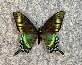 Alpine Black Swallowtail butterfly, Papilio maackii, "SPRING" Form, Wings folded, UNMOUNTED, Preserved, Dried, Real, Papered