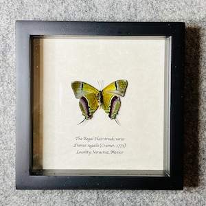 The Regal Hairstreak butterfly, Evenus regalis, Mounted and framed in a black shadowbox