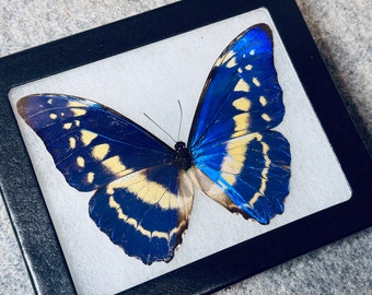 RARE Blue Cypris Morpho butterfly, Morpho cypris, mounted in a Riker Mount case