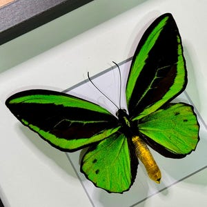 XL Ornithoptera priamus poseidon, Priam’s Birdwing butterfly, Male, Mounted & framed in a shadowbox, real, preserved, dried specimen