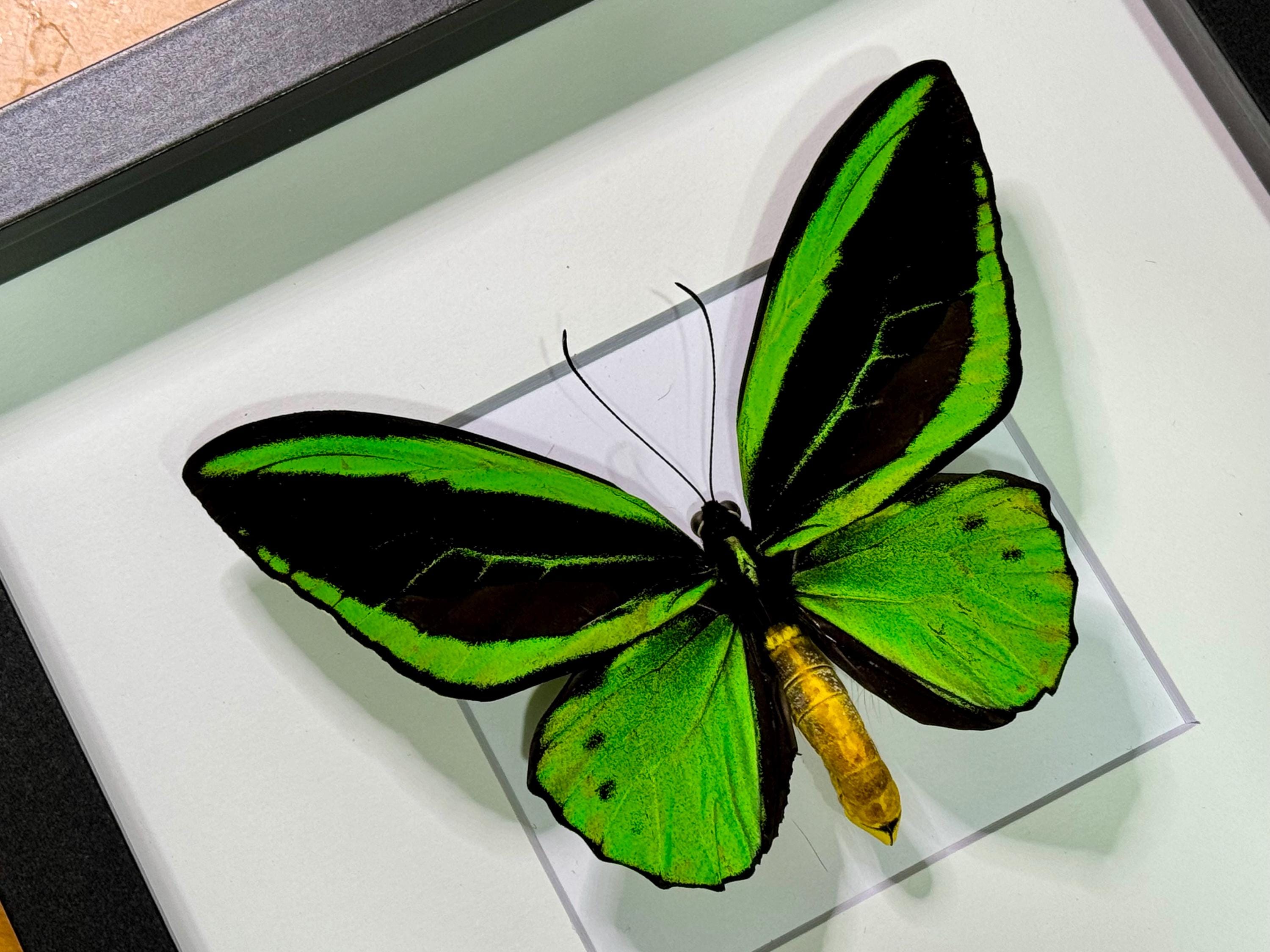 XL Ornithoptera Priamus Poseidon, Priam's Birdwing Butterfly, Male