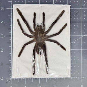Large Java Yellow Kneed Tarantula, Selenocosmia javanensis dolichoplectra, Mounted (legs spread), real spider, dried, preserved specimen