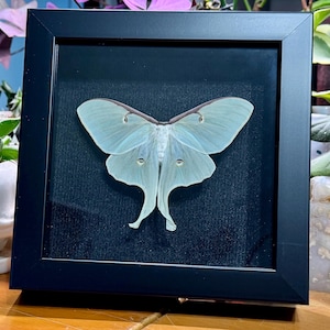 May include: A framed Luna moth specimen. The moth has pale green wings with delicate markings and a long, flowing tail. The black frame contrasts with the moth's soft colors, creating a striking display. The moth is centered on a dark background.