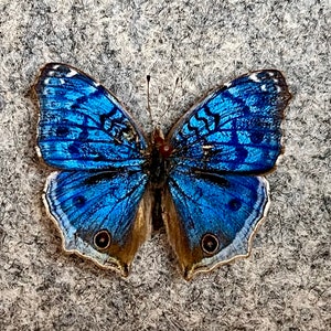 The Blue Buckeye butterfly, Junonia rhadama, Wings FOLDED or Mounted (wings spread), Preserved, Dried, Real