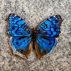 The Blue Buckeye butterfly, Junonia rhadama, unmounted (Wings FOLDED), Preserved, Dried, Real specimen