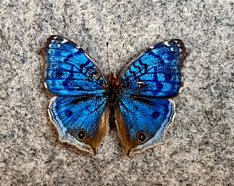 The Blue Buckeye butterfly, Junonia rhadama, Wings FOLDED or Mounted (wings spread), Preserved, Dried, Real