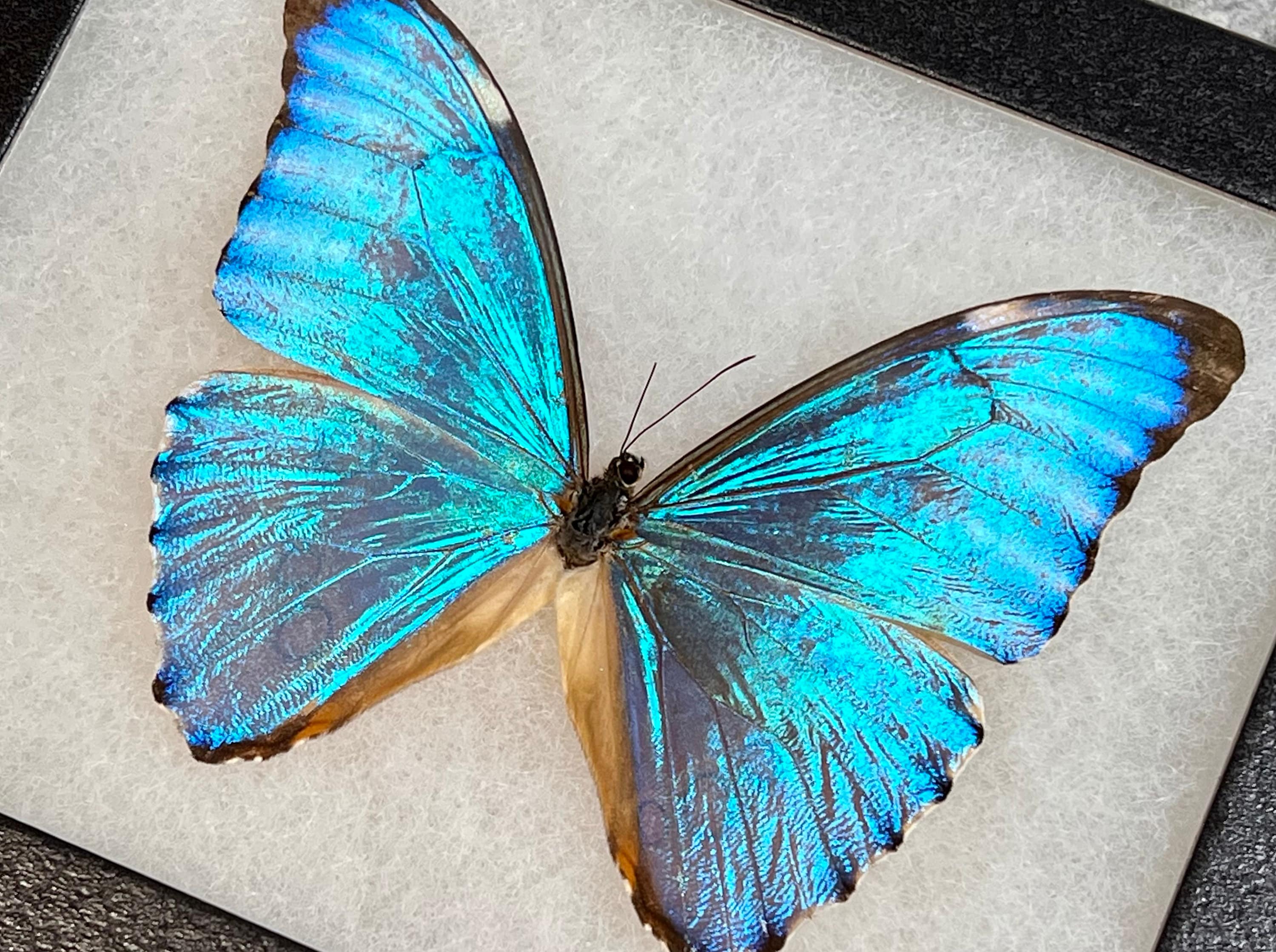 Morpho Aurora Butterfly, Mounted (wings Spread) and Framed in a