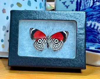 Framed Eighty-eight Butterfly, Diaethria Clymena, Riker Mount