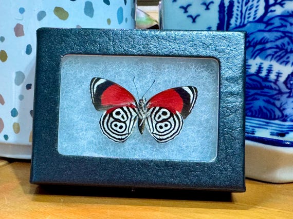 Framed Eighty-eight Butterfly, Diaethria Clymena, Riker Mount