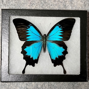 Ulysses Swallowtail butterfly, Papilio ulysses ulysses, mounted in a Riker Mount, Preserved, Dried, Real