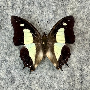 May include: A butterfly with black wings, accented with pale yellow and white markings. The butterfly's wings are spread, showcasing the intricate patterns and details. The body is a mix of brown and tan, with delicate antennae.