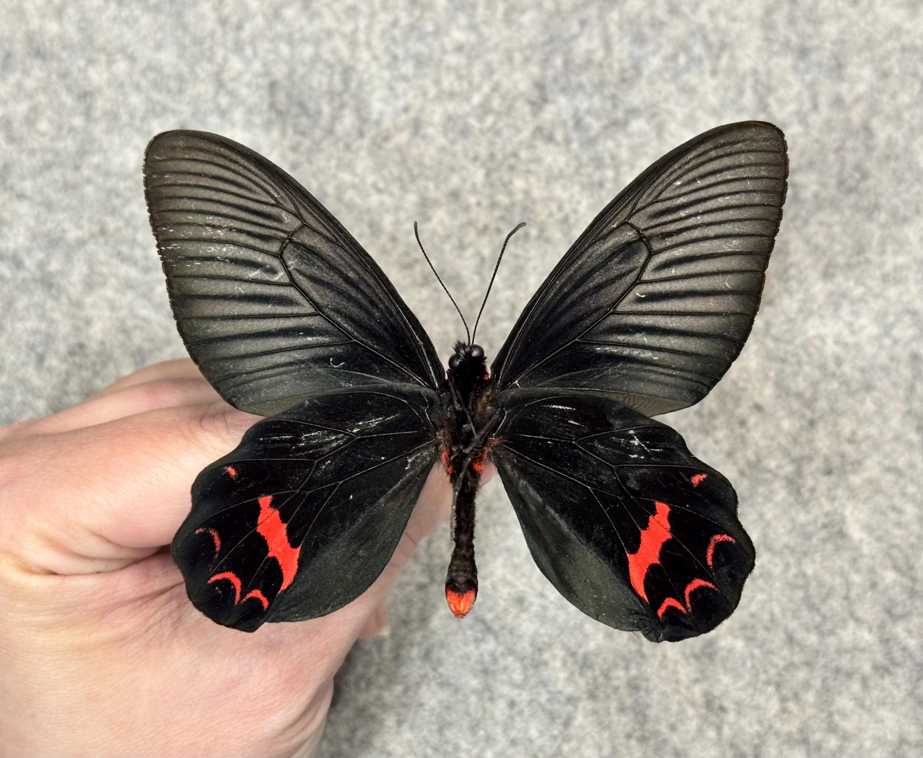 Dixon's Windmill Butterfly, Atrophaneura Dixoni, UNMOUNTED (wings