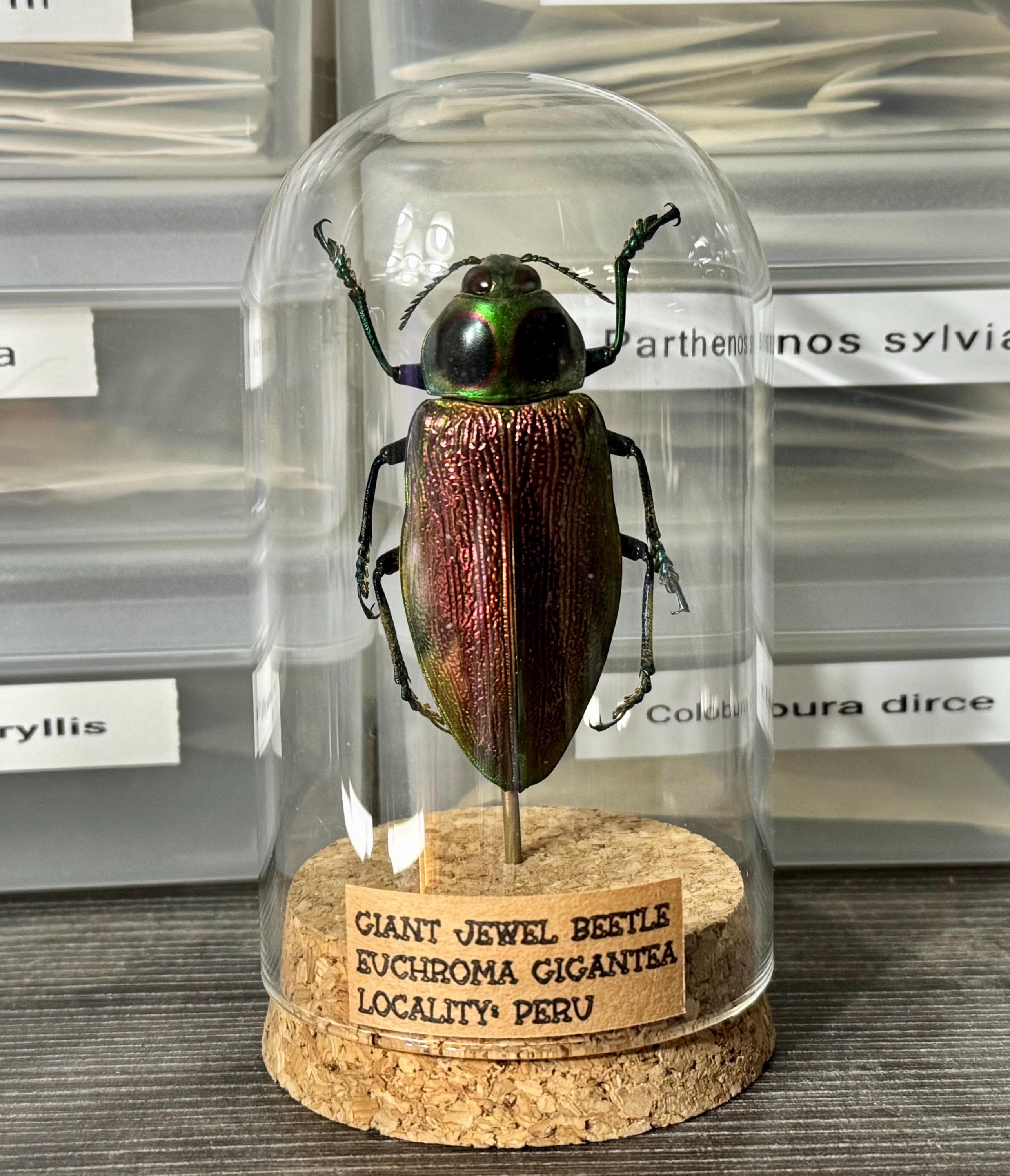 Giant Jewel Beetle - Etsy