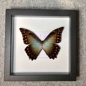 Rare Morpho amphitryon butterfly, Male, Mounted and framed in a black shadowbox