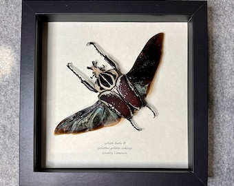 Huge 90mm Goliath Flower Beetle, Goliathus goliatus szekessyi, Rare, Male, Mounted and framed in a shadowbox, real