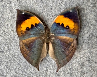 Orange Oakleaf (Dead Leaf) butterfly, Kallima inachus chinensis, Unmounted (Wings FOLDED), preserved, dried, real