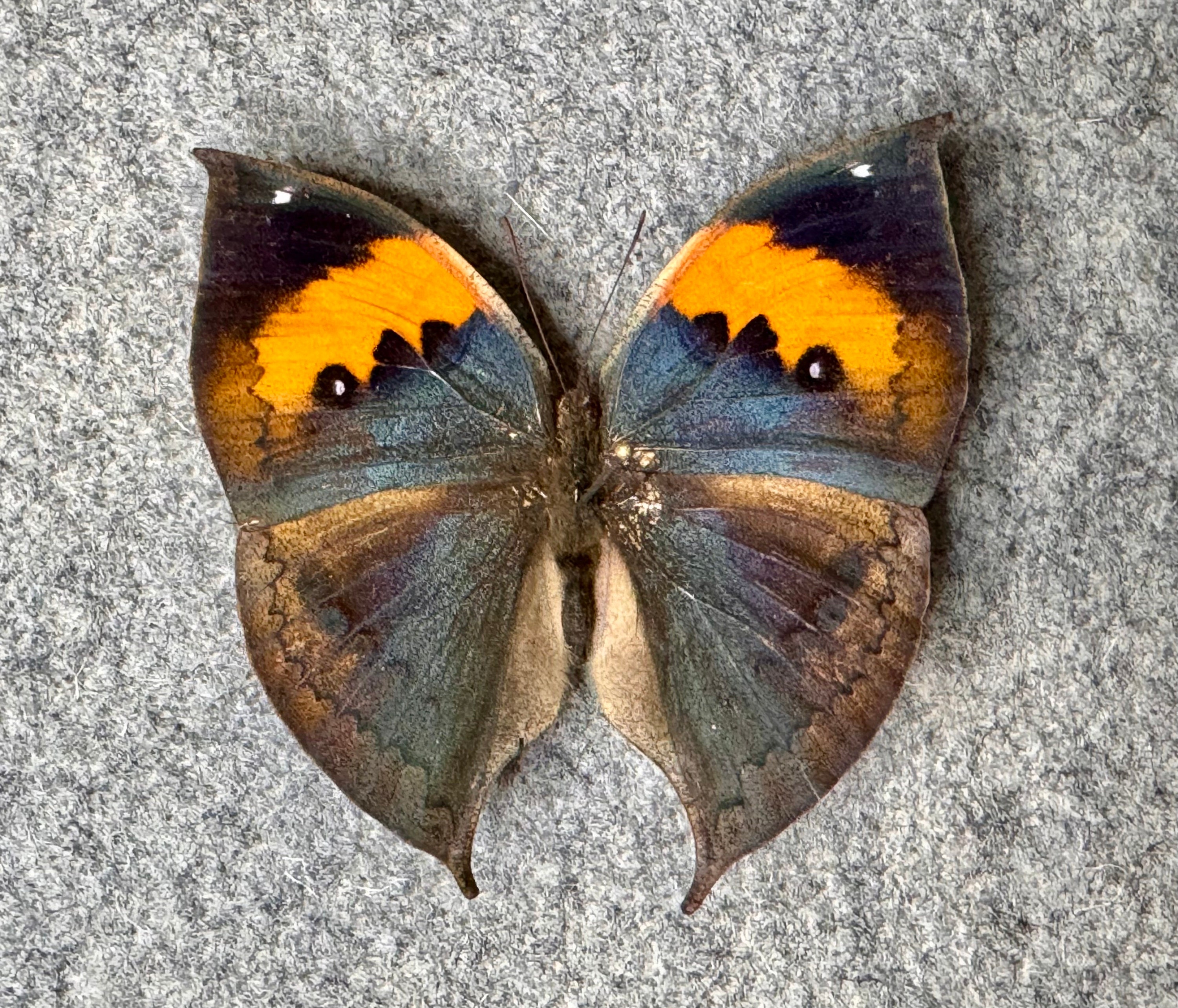 Orange Oakleaf (dead Leaf) Butterfly, Kallima Inachus Chinensis