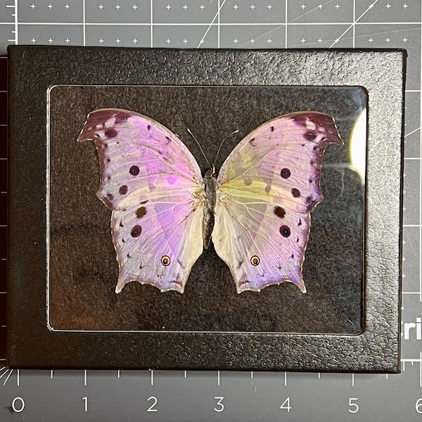 Mother of Pearl butterfly, Salamis parhassus, Mounted and framed in a Riker mount, Preserved, Dried, Real