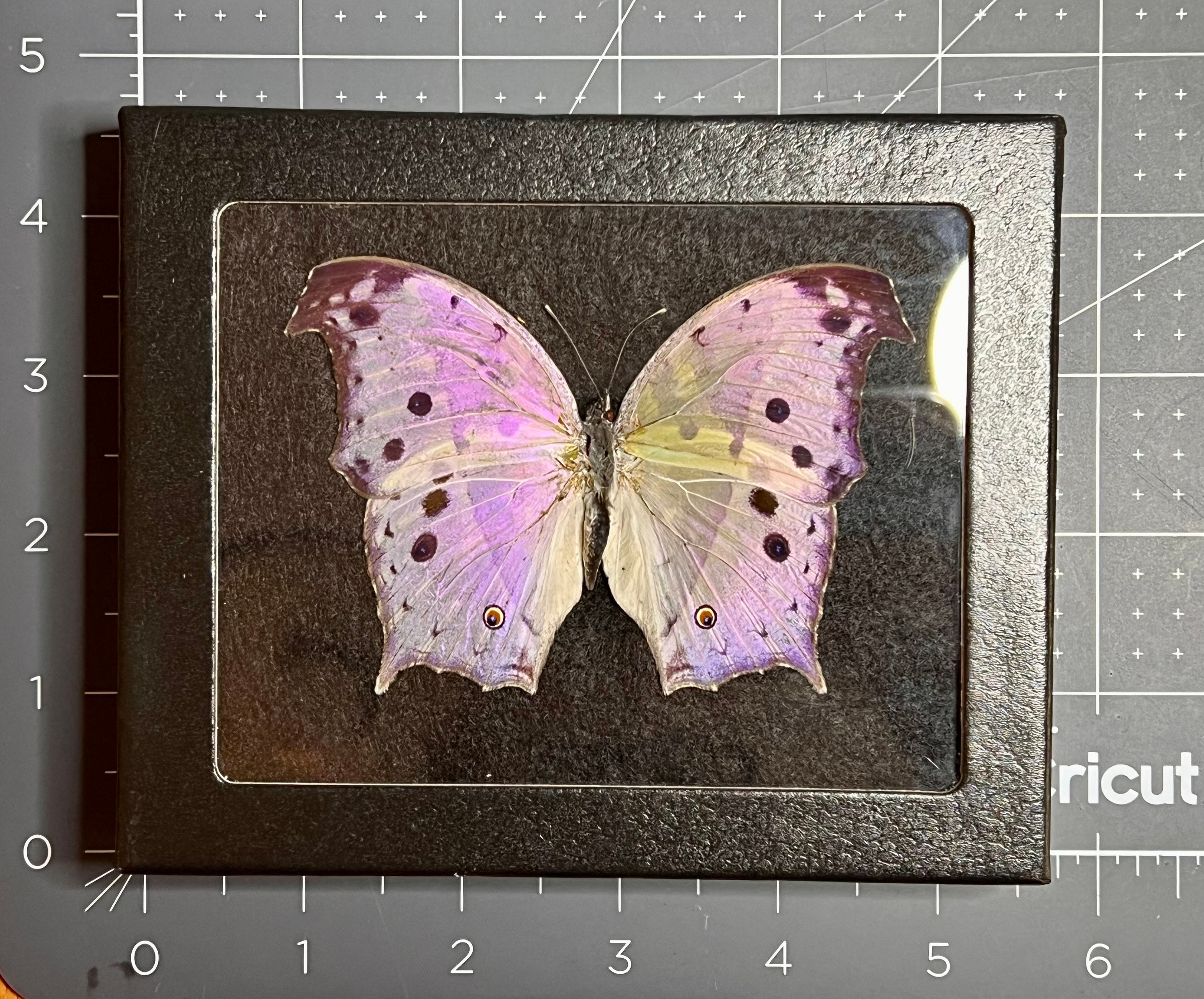 Mother of Pearl butterfly, Salamis parhassus, Mounted and framed in a Riker mount, Preserved, Dried, Real