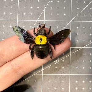 Tropical Yellow Carpenter Bee, Xylocopa aestuans, Female, A1, MOUNTED, Wings spread, real, preserved