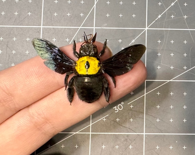 Tropical Yellow Carpenter Bee, Xylocopa Aestuans, Female, A1, MOUNTED ...