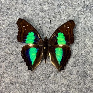 The Turquoise Emperor butterfly, Doxocopa cherubina, UNMOUNTED (Wings Folded), Preserved, Dried, Real, Papered specimen