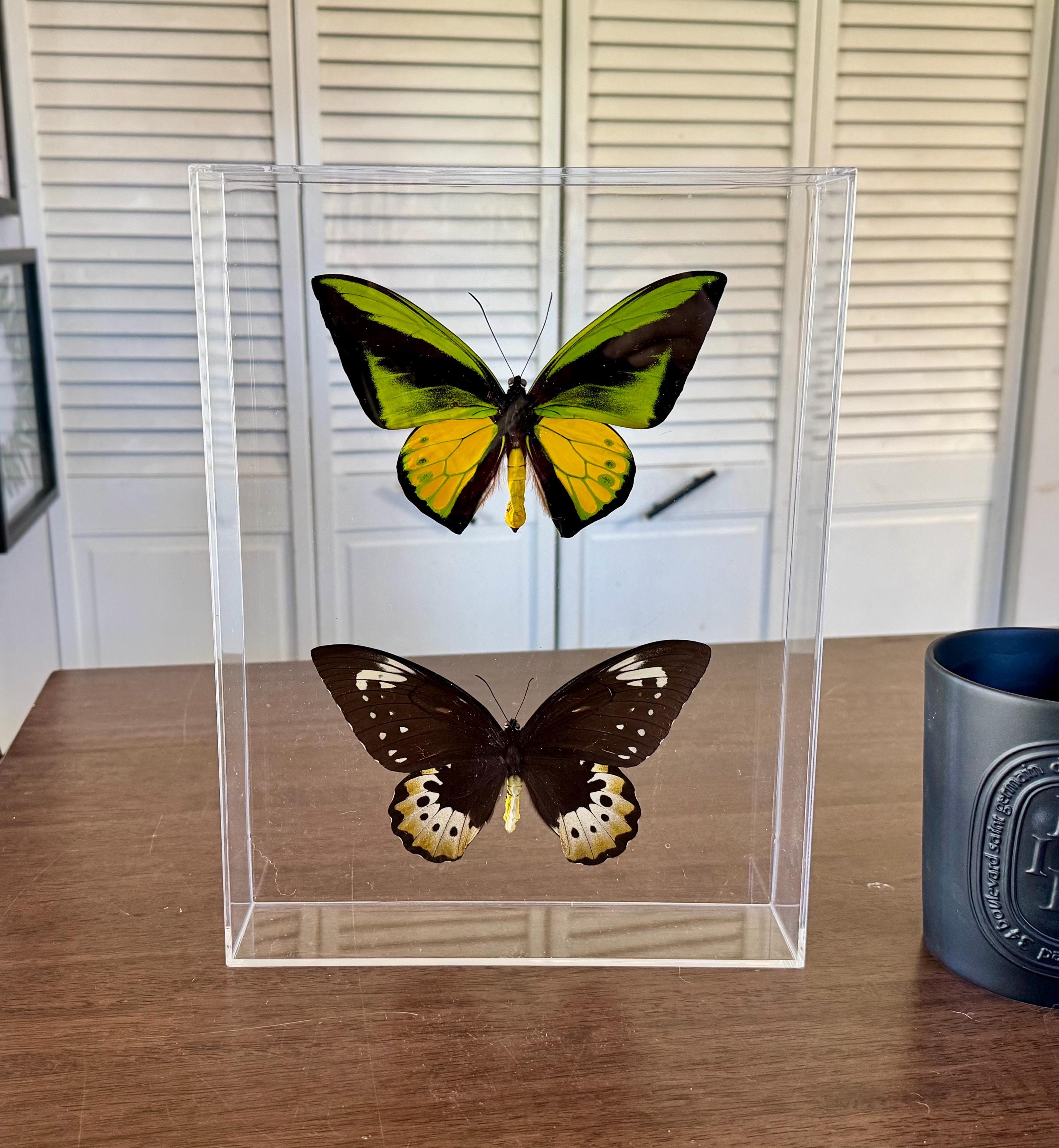 Framed Goliath Birdwing Butterfly Pair, Ornithoptera Samson