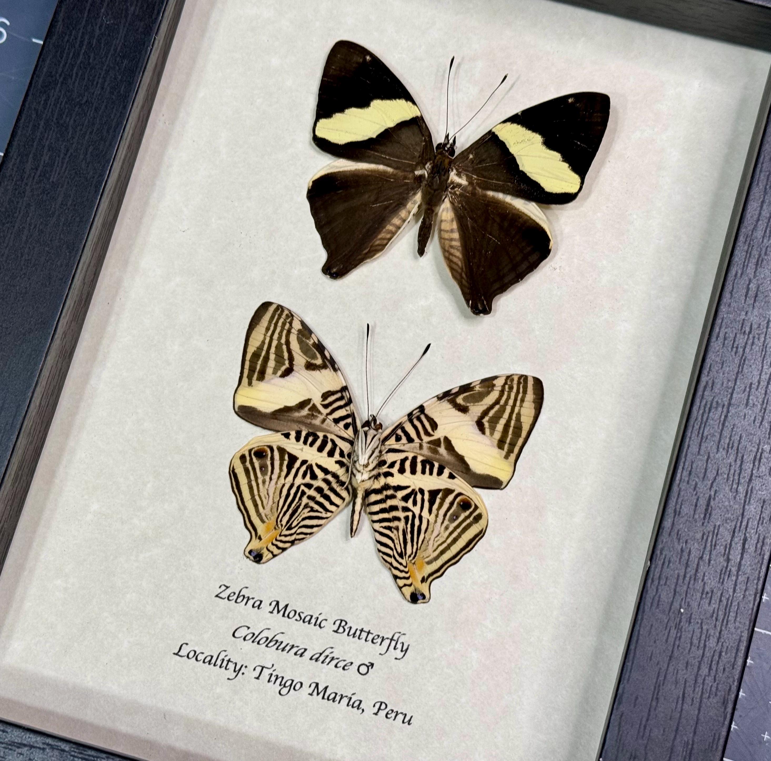 Framed Zebra Mosaic Butterfly, Colobura Dirce, Black Shadowbox