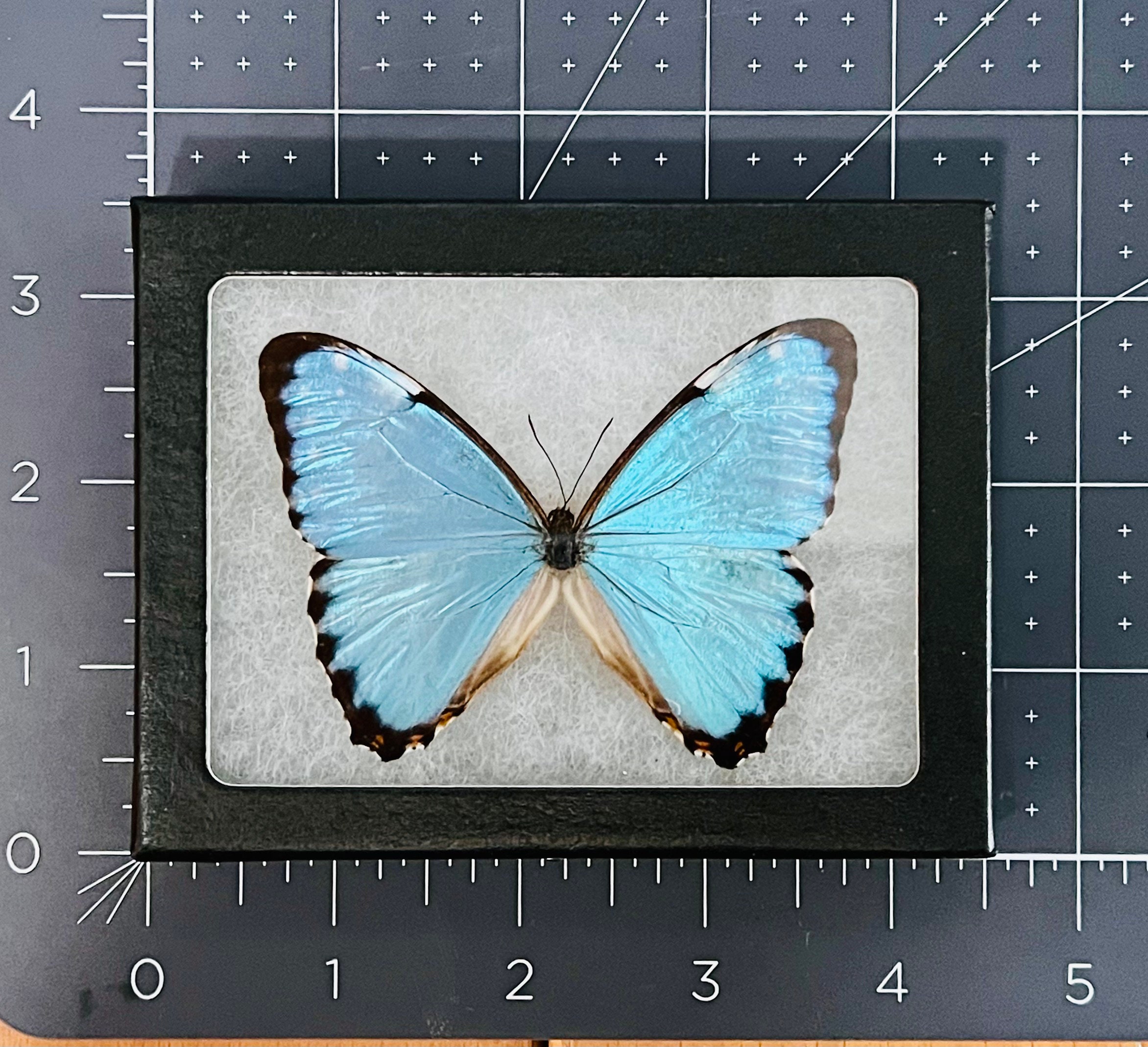Blue Morpho portis butterfly, Mounted and framed in a Riker Mount Display Case