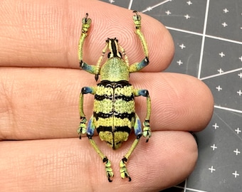 Schönherr's Weevil, Eupholus schoenherri petiti, Unmounted, real, preserved