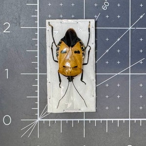 May include: A preserved insect specimen of a brown and black shield bug with a distinctive face-like pattern on its back. The insect is mounted on a white background.