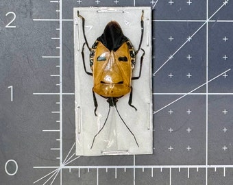 Man Face Bug, Catacanthus incarnatus, Unmounted, real, preserved