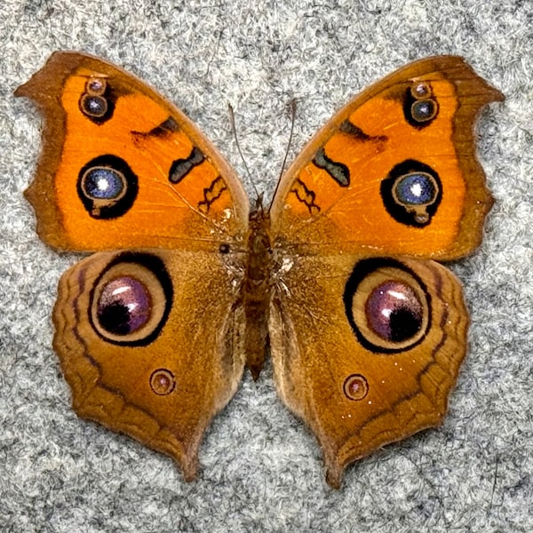 Peacock Pansy butterfly, Junonia almana, Autumn form, Wings FOLDED or Mounted (wings open), Preserved, Dried, Real