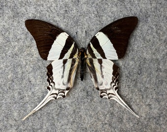 RARE Morpho Absoloni Butterfly, Male, UNMOUNTED, Wings FOLDED